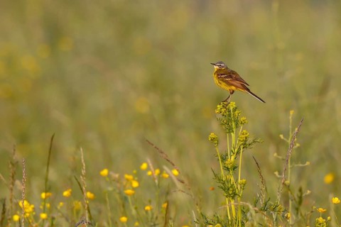 Western Yellow Wagtail (Motacilla flava) perched in a meadow, North Rhine-Westphalia, Germany