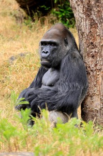 Western gorilla (Gorilla gorilla), adult, male, sitting, on the ground