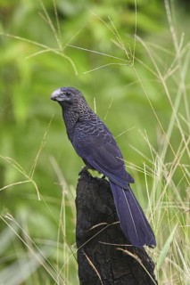 Smooth-billed Ani Crotophaga ani Gulfito, Costa Rica 6 November Adult CUCULIDAE