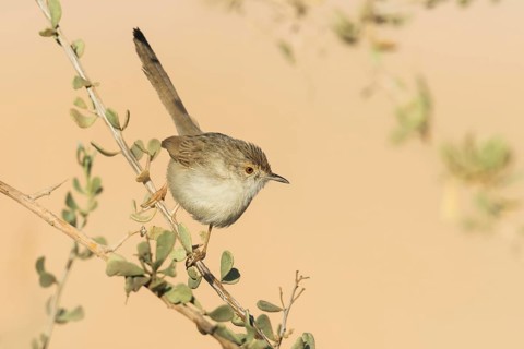 Graceful Prinia (Prinia gracilis), Eilat, Israel