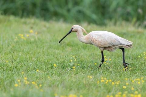 Eurasian Spoonbill (Platalea leucorodia) foraging, Texel, Netherlands