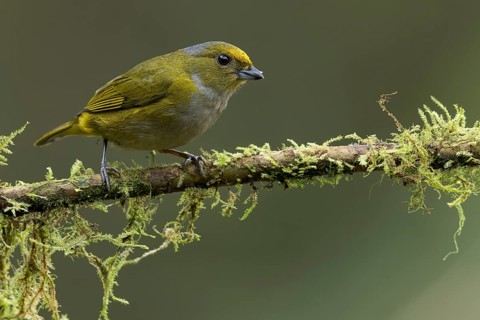 Orange-bellied Euphonia (Euphonia xanthogaster) perched on a branch in Colombia, South America
