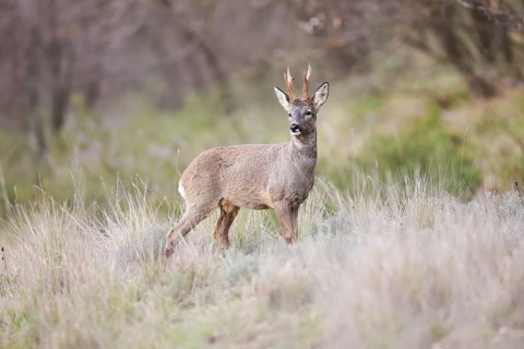 A graceful roe deer stands alert in its natural habitat, surrounded by lush greenery and soft grass