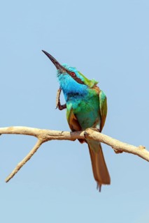 Emerald spint, (Merops orientalis), animal, animals, bird, birds, bee-eater, perch, preens its