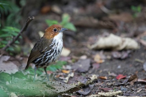 Chestnut-crowned Antpitta (Grallaria ruficapilla), Rio Blanco Nature Reserve, Colombia