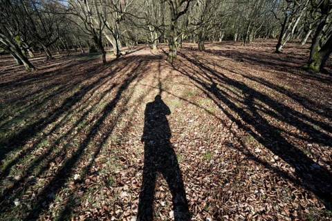 A natural burial grave site, Hofgeismar, Weser Uplands, Weserbergland, Hesse, Germany