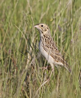 Baird's Sparrow (Ammodramus bairdii), Saskatchewan, Canada