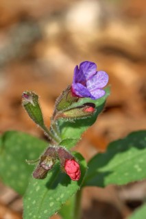 Common lungwort (Pulmonaria officinalis), detail, flowers, spotted lungwort, lung herb, lungwort,