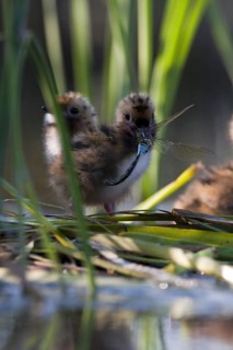 Whiskered Tern (Chlidonias hybrida) chicks, Andalusia, Spain
