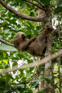 Hoffmann's two-toed sloth (Choloepus hoffmanni) on a branch, Cahuita National Park, Costa Rica