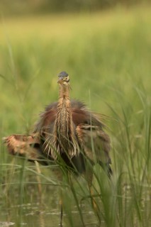 Purple Heron (Ardea purpurea) foraging, Serbia
