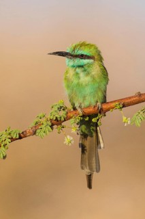 Green Bee-eater (Merops orientalis), Eilat, Israel