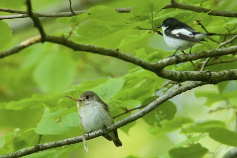 European Pied Flycatcher (Ficedula hypoleuca), Baden-Wuerttemberg, Germany