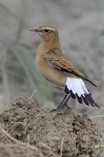 Northern Wheatear (Oenanthe oenanthe) female, Bern, Switzerland