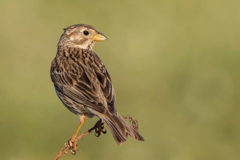 Corn Bunting (Emberiza calandra) male perched on a branch, Lesvos, Greece