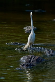 A heron stands calmly on an alligator in the water, nature is peaceful and quiet, Great Egret