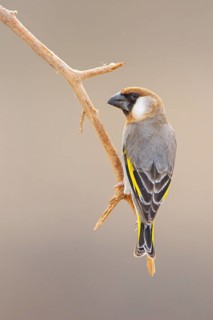 Arabian Bullfinch, Golden-winged Bullfinch, (Rhynchostruthus percival), subfamily Stiglitz-like,