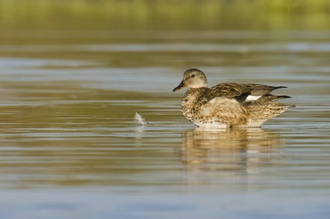 Gadwall (Mareca strepera) female, Arizona, USA