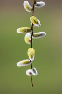 Willow Catkin (Salix spec.) branch with male catkins, Brandenburg, Germany