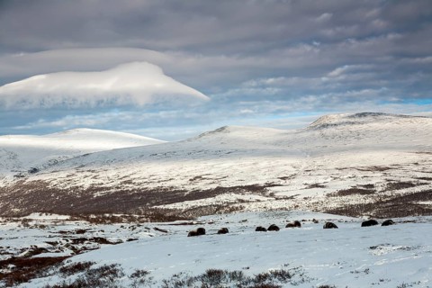 A group of musk oxen (Ovibos moschatus) rests relaxed in the winter tundra, in the sky a cloud