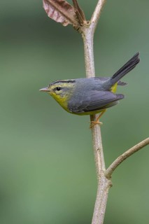 Golden-crowned Warbler (Basileuterus culicivorus) perched on a branch in Oaxaca, Mexico
