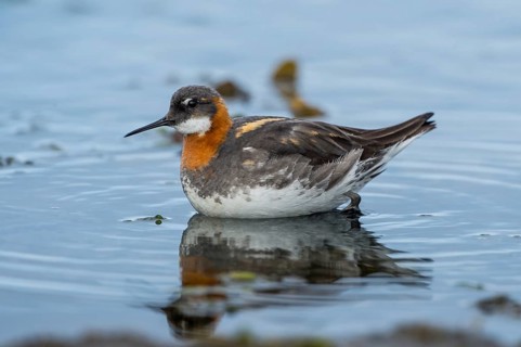 Red-necked Phalarope (Phalaropus lobatus) female, Iceland