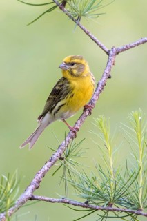 European Serin (Serinus serinus) male, Liechtenstein
