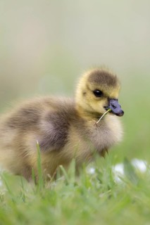 Egyptian Goose (Alopochen aegyptiaca) chick, South Holland, Netherlands