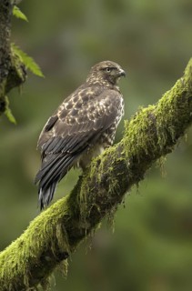 Red-tailed Hawk (Buteo jamaicensis), British Columbia, Canada