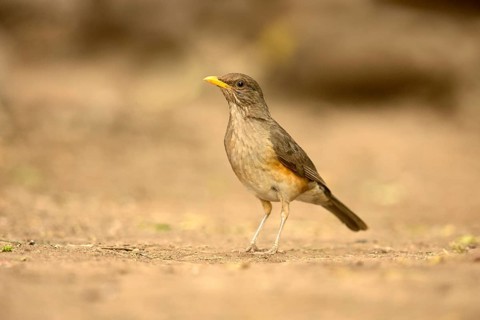 African Thrush (Turdus pelios), Lake Babogaya, Ethiopia