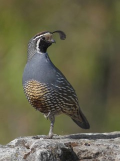 Male California Quail (Callipepla californicus) standing on one leg