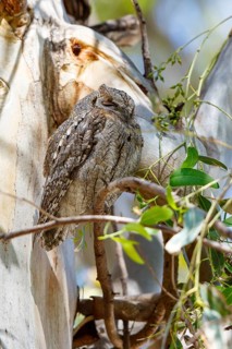 Eurasian Scops Owl (Otus scops), Greece