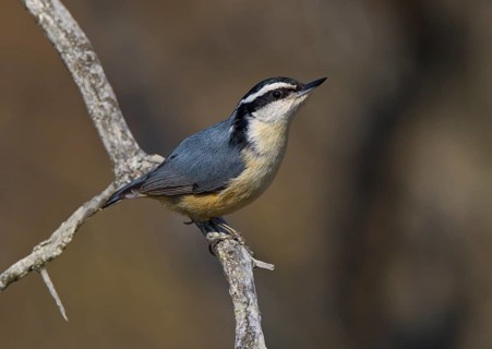 Red-breasted Nuthatch (Sitta canadensis) male, Michigan, USA