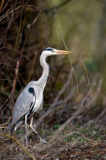 Grey heron (Ardea cinerea), with branch for nest building, Essen, Ruhr area, North