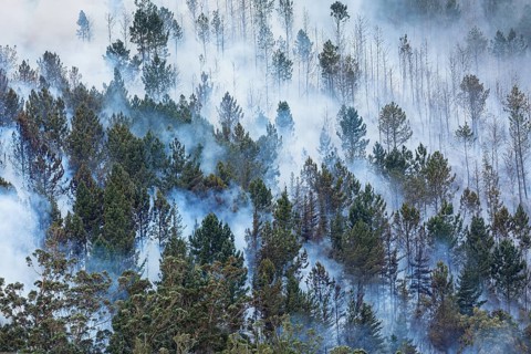 Landscape in South Africa, forest fire, fire, smoke, flames, burning forest, N2, Kou-Kamma Ward 6,