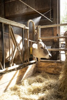 Kuehe in einem Stall. 12.07.2023
