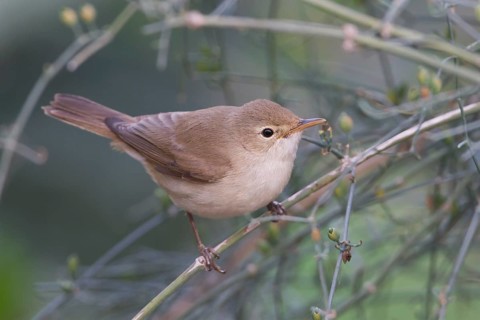 Eastern Olivaceous Warbler - Blassspoetter - Iduna pallida ssp. reiseri, Morocco