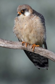 Red-footed Falcon (Falco vespertinus) female, Hungary