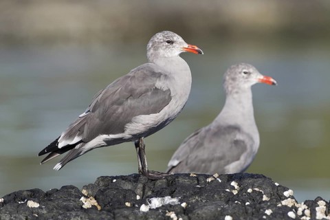 Heermann's Gull (Larus heermanni), British Columbia, Canada