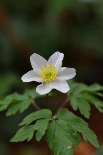 Wood anemone (Anemone nemorosa), flower, close-up, inflorescence, early bloomer, spring, Wilnsdorf,