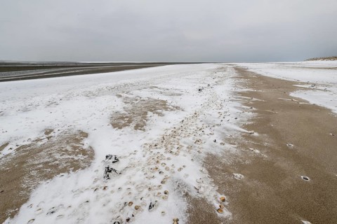 North Sea beach with cockles (Cerastoderma edule) in the snow, Langeoog, Lower Saxony, Germany