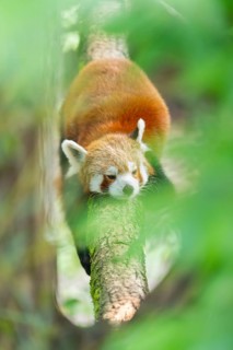 Red panda (Ailurus fulgens) lying on a branch in a tree, Germany