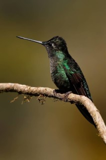 Rivoli's Hummingbird (Eugenes fulgens) male perched on a branch, Costa Rica