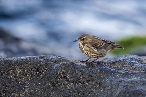 Eurasian Rock Pipit (Anthus petrosus) perched on a rock, Mecklenburg-Western Pomerania, Germany