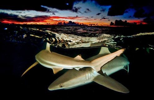 Underwater photo split shot half-and-half shot at sea surface water surface of reef sharks