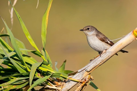 Halsbandschnäpper, Ficedula albicollis, Collared Flycatcher, Gobe-mouche à collier, Gobemouche à