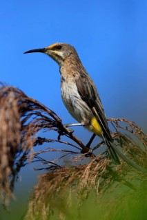 Cape Honeybird (Promerops cafer), adult, female, perch, Kirstenbosch Botanical Gardens, Cape Town,