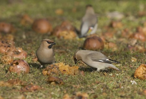 Bohemian Waxwing (Bombycilla garrulus), Saxony, Germany