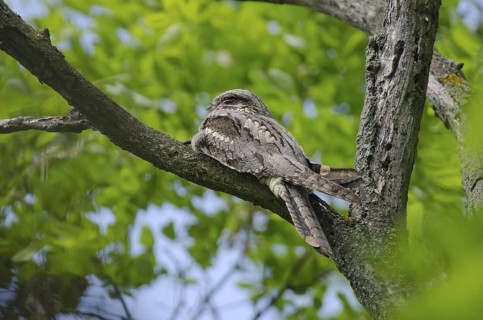 European Nightjar (Caprimulgus europaeus), Lake Neusiedl, Austria