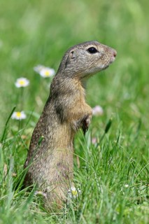 European ground squirrel (Spermophilus citellus) standing upright in a meadow, Burgenland Austria